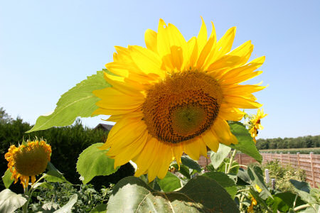 Sunflower