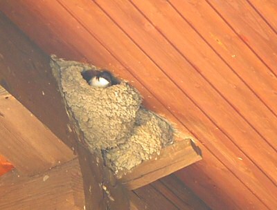 Swallow